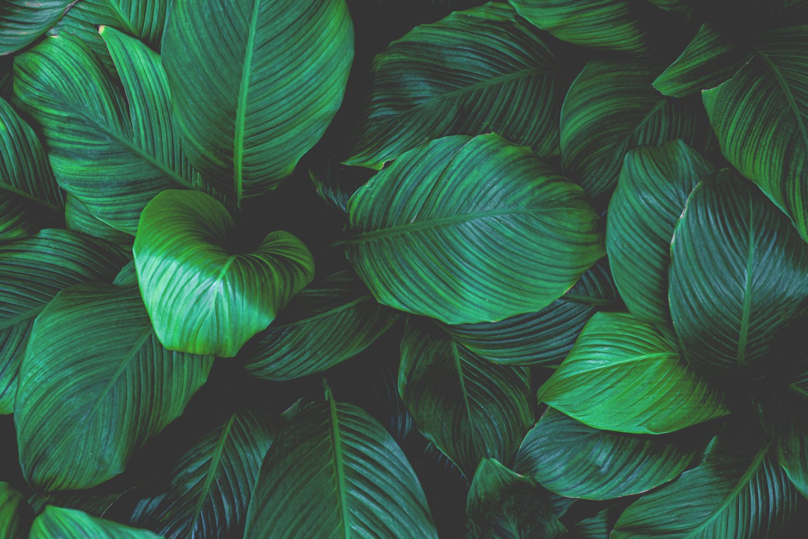 tropical leaves of Spathiphyllum cannifolium background